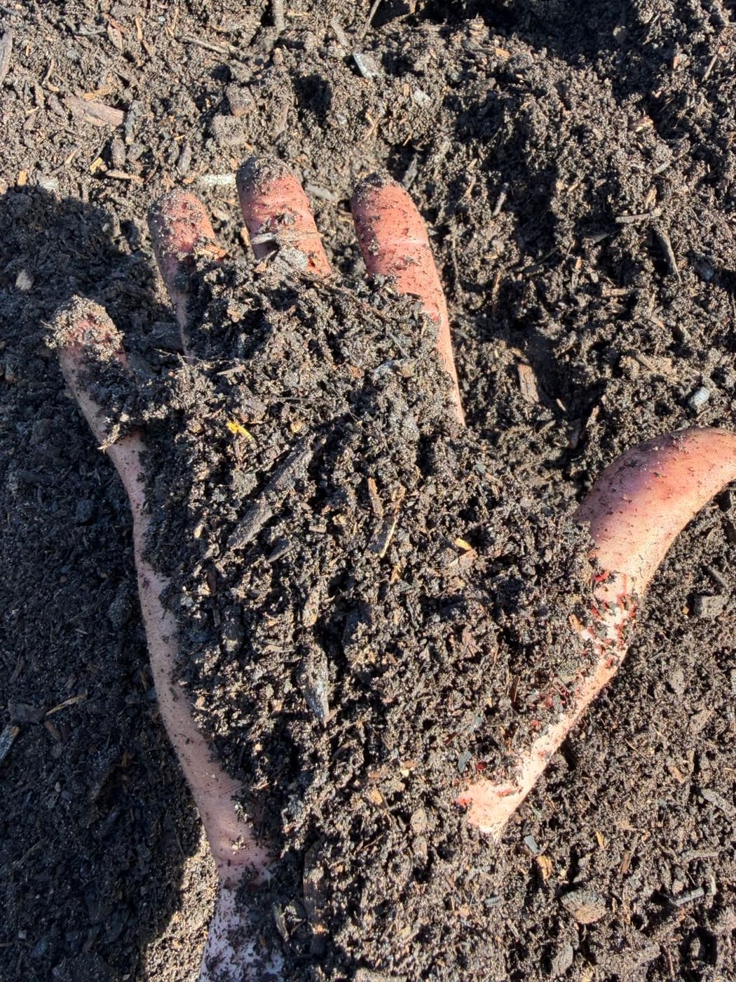 Premium Compost — The foundation of thriving gardens