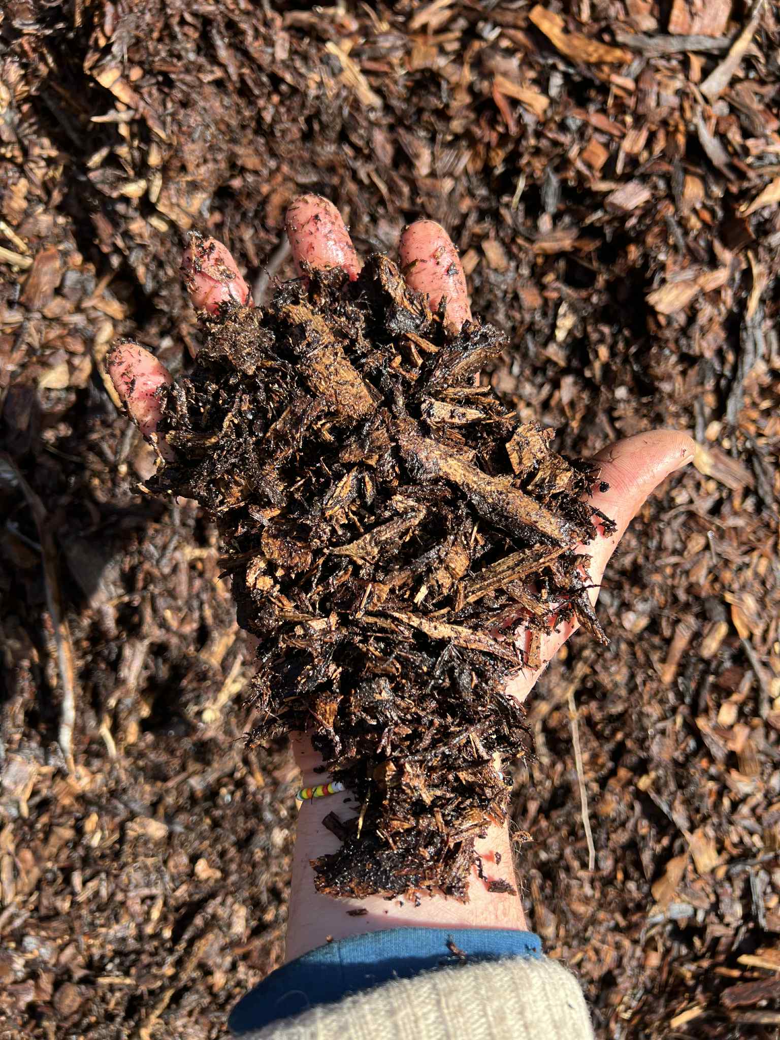 Fresh Mulch - hand holding dark wood chip mulch